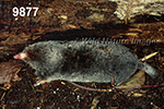 Parascalops breweri, Hairy-tailed Mole